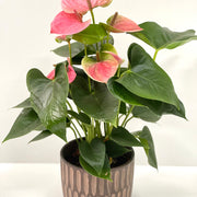 Anthurium - Candy Floss Pink -