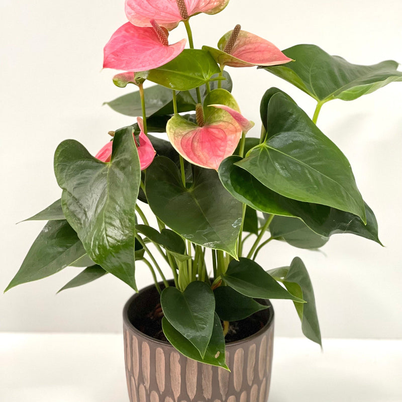 Anthurium - Candy Floss Pink -