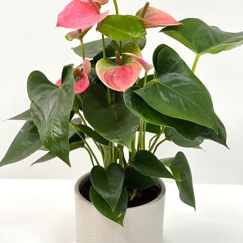 Anthurium - Candy Floss Pink -