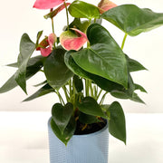 Anthurium - Candy Floss Pink -
