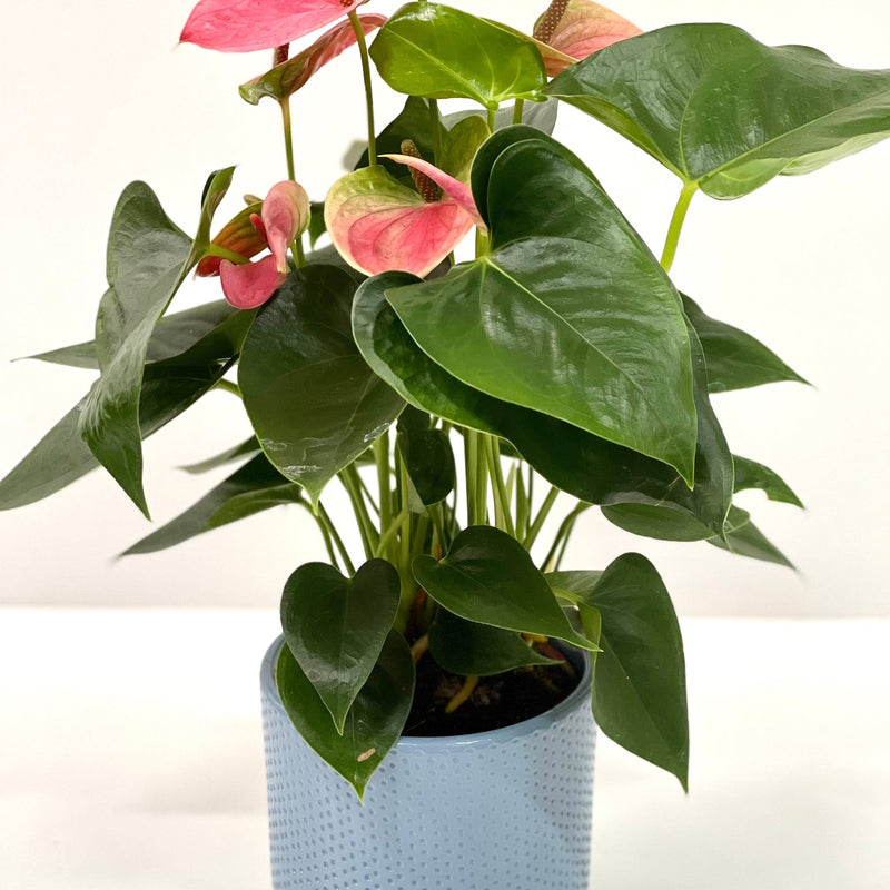 Anthurium - Candy Floss Pink -