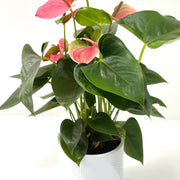 Anthurium - Candy Floss Pink -