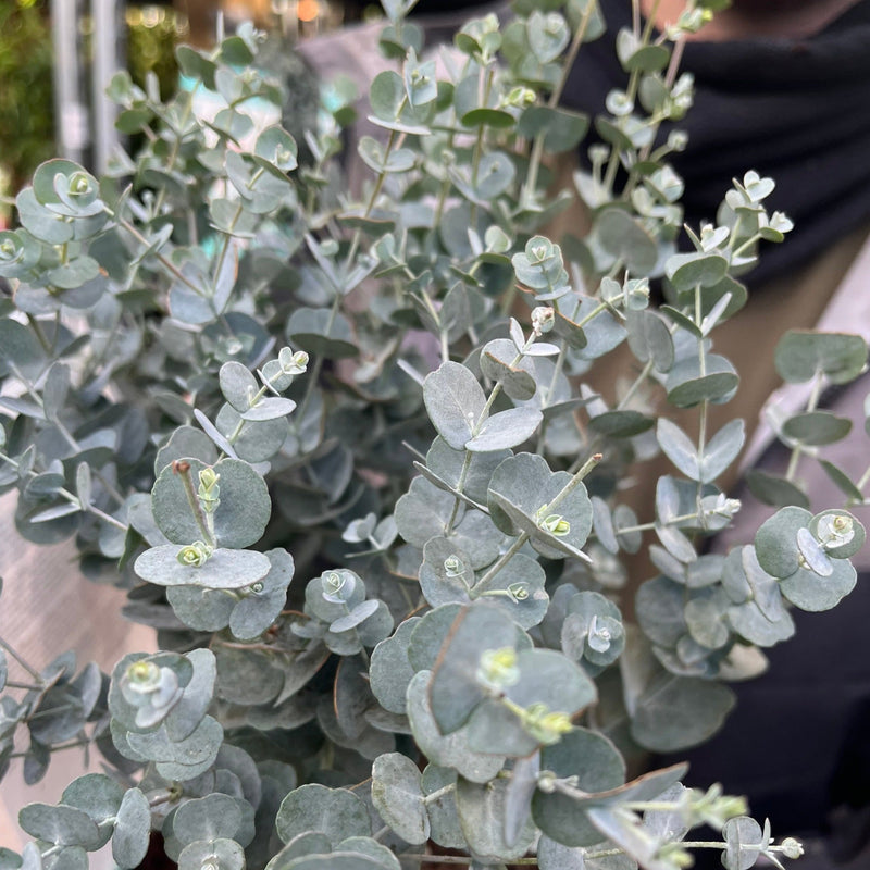 Eucalyptus gunnii Azura (2L Pot) -