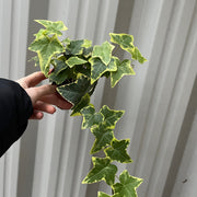 Hedera Helix - Trailing Variegated Ivy (9cm/14cm Pots) -