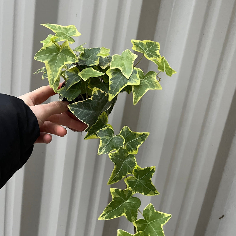 Hedera Helix - Trailing Variegated Ivy (9cm/14cm Pots) -