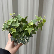 Hedera Helix - Trailing Variegated Ivy (9cm/14cm Pots) -