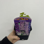 Delphinium pacific Hybrids Mixed 9cm -