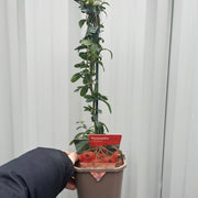 Pyracantha coccinea 'Firelight' 1L -