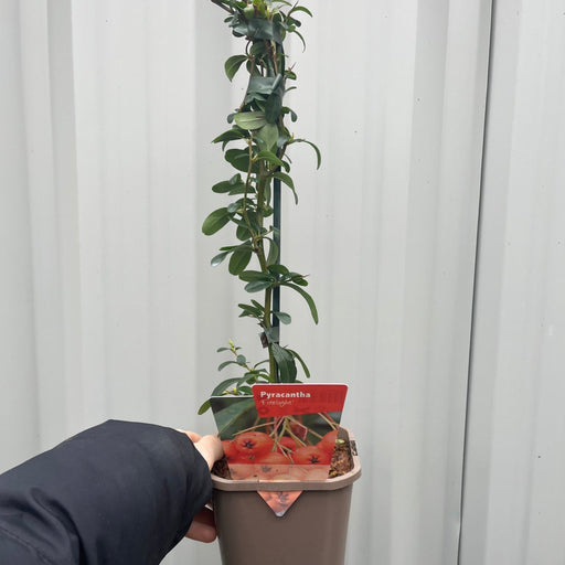 Pyracantha coccinea 'Firelight' 1L -