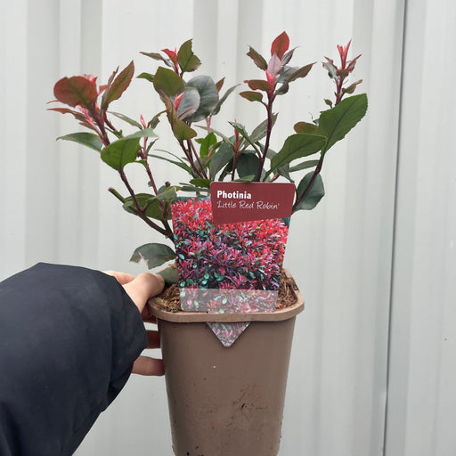 Photinia 'Little Red Robin' 9cm - 5L -