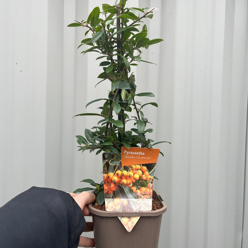 Pyracantha coccinea 'Golden Charmer' 1L -