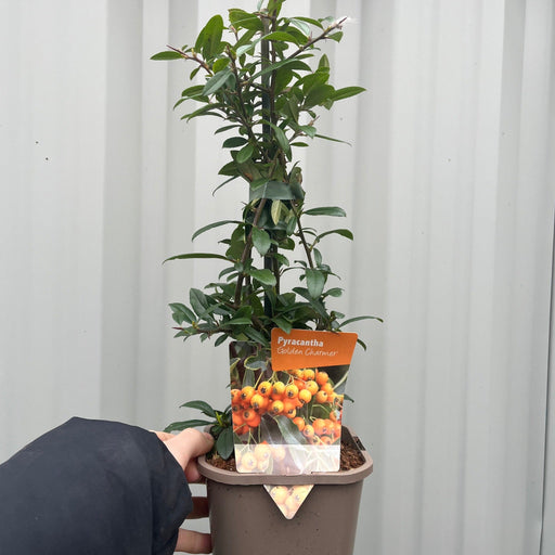 Pyracantha coccinea 'Golden Charmer' 1L -