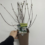 Philadelphus 'Belle Etoile' 9cm/ 1L / 2L / 4L -