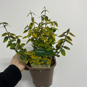 Euonymus fortunei 'Emerald n Gold' 1L / 5L -