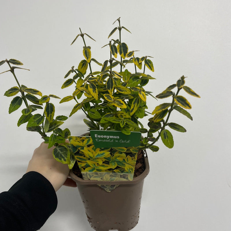 Euonymus fortunei 'Emerald n Gold' 1L / 5L -