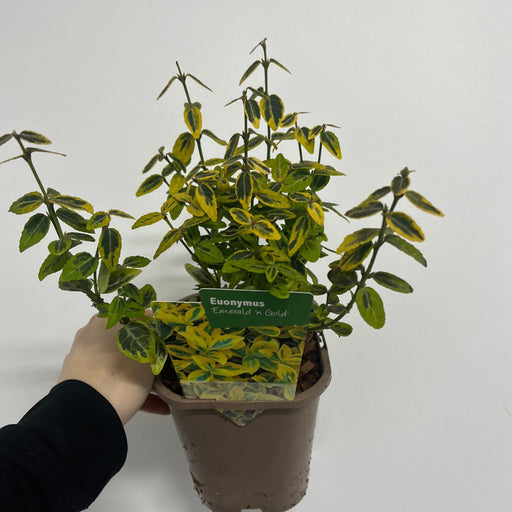 Euonymus fortunei 'Emerald n Gold' 1L / 5L -