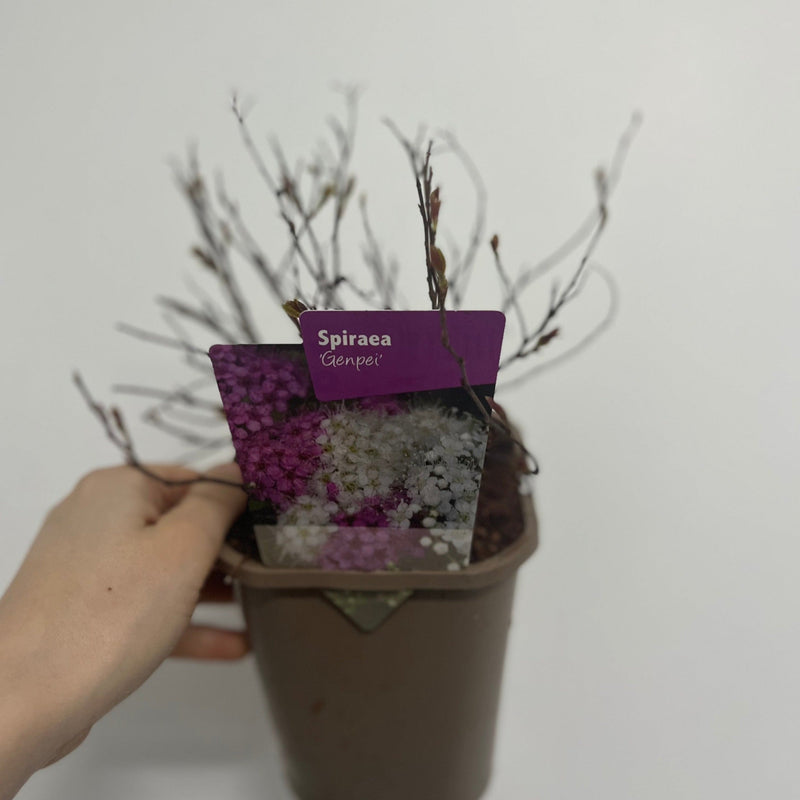 Spiraea japonica 'Genpei' 1L -