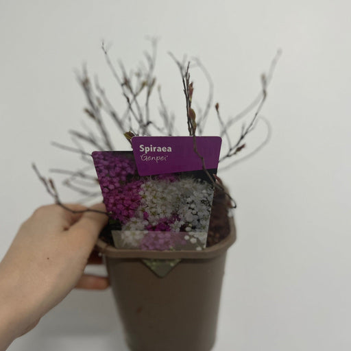 Spiraea japonica 'Genpei' 1L -