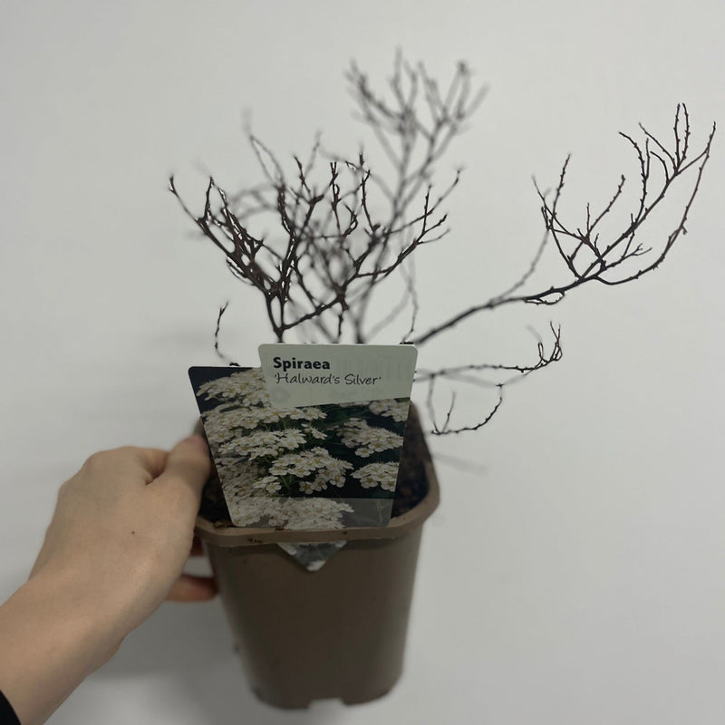 Spiraea japonica 'Halward's Silver' 1L -