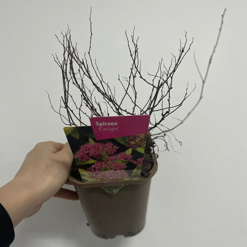 Spiraea japonica 'Manon' 1L -