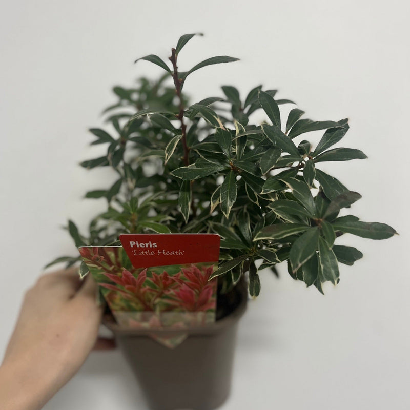 Pieris japonica Little Heath 9cm / 1L / 2L -