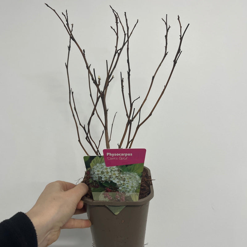 Physocarpus opulifolius 'Dart's Gold' 1L -