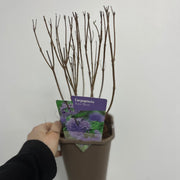 Caryopteris x clandoensis 'Kew Blue' 1L -