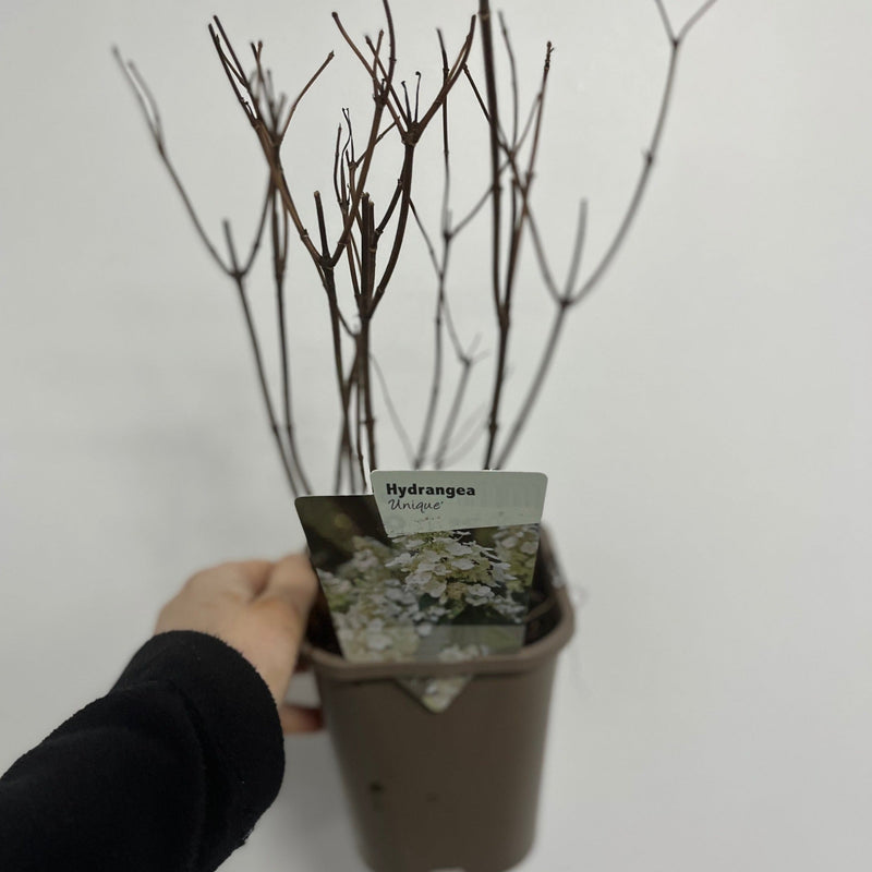 Hydrangea paniculata 'Unique' 1L (30-40cm inc pot) -