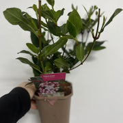 Viburnum tinus Gwenllian 1L -