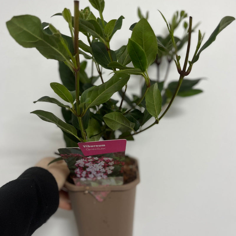 Viburnum tinus Gwenllian 1L -