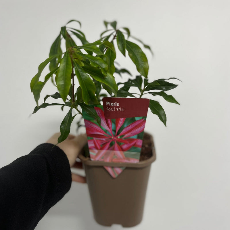 Pieris japonica 'Red Mill' 1L -