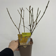 Forsythia x intermedia 'Minigold' 1L/2L -