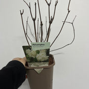 Philadelphus 'Schneesturm' 1L -