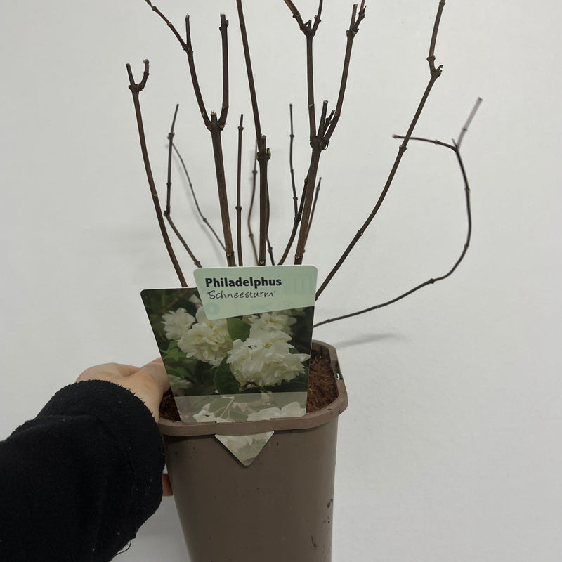 Philadelphus 'Schneesturm' 1L -
