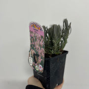 Lavender angustifolia rosea (pink) 9cm -