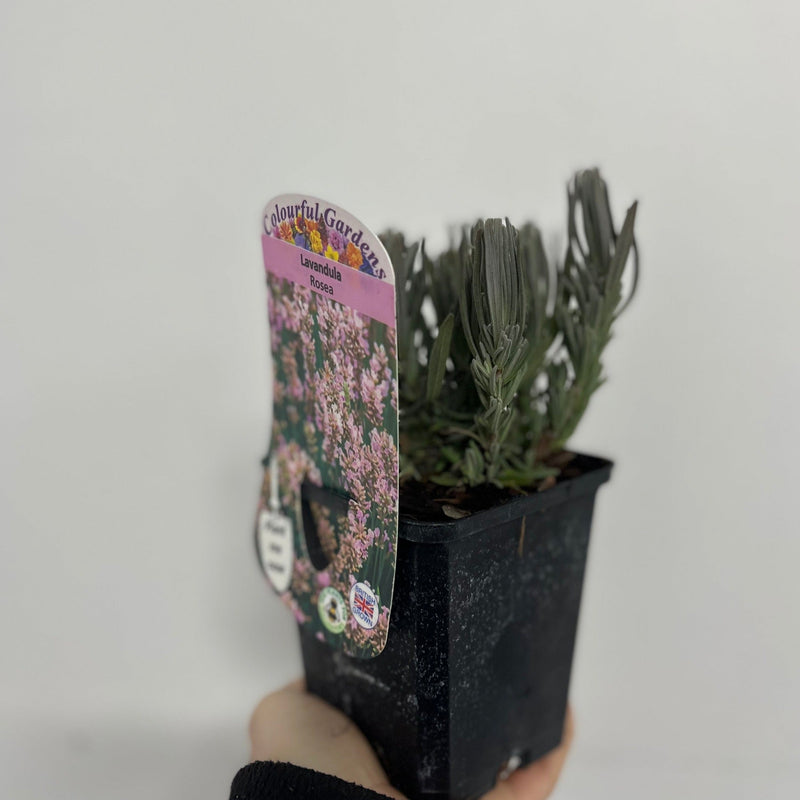 Lavender angustifolia rosea (pink) 9cm -