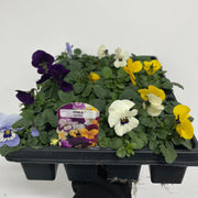 20 Pack Viola Tray -