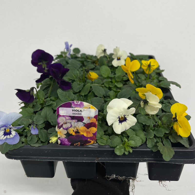 20 Pack Viola Tray -