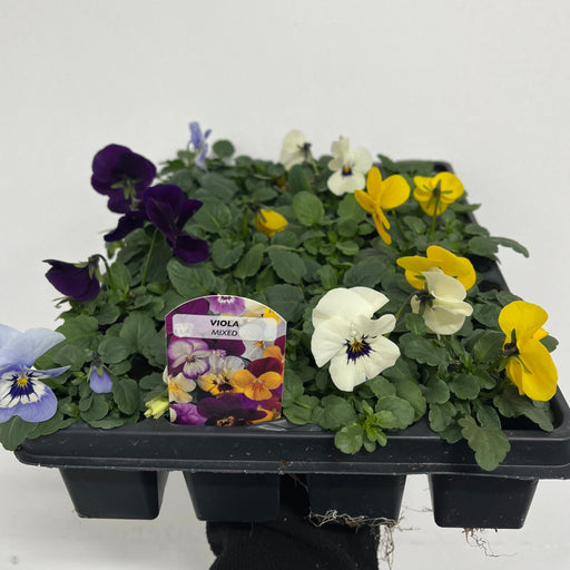 20 Pack Viola Tray -