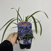 Agapanthus 'Blue Umbrella' 9cm / 2L -