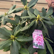 Rhododendron Delta 2L / 5L -