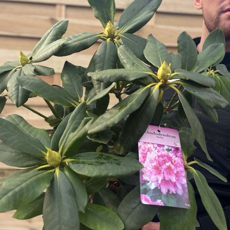 Rhododendron Delta 2L / 5L -