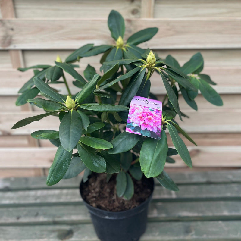 Rhododendron Delta 2L / 5L -