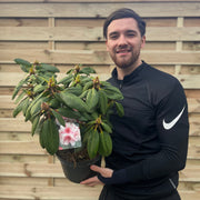 Rhododendron Virginia Richards 5L -