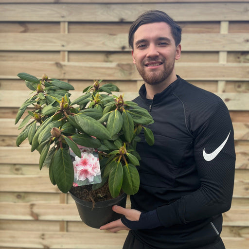 Rhododendron Virginia Richards 5L -