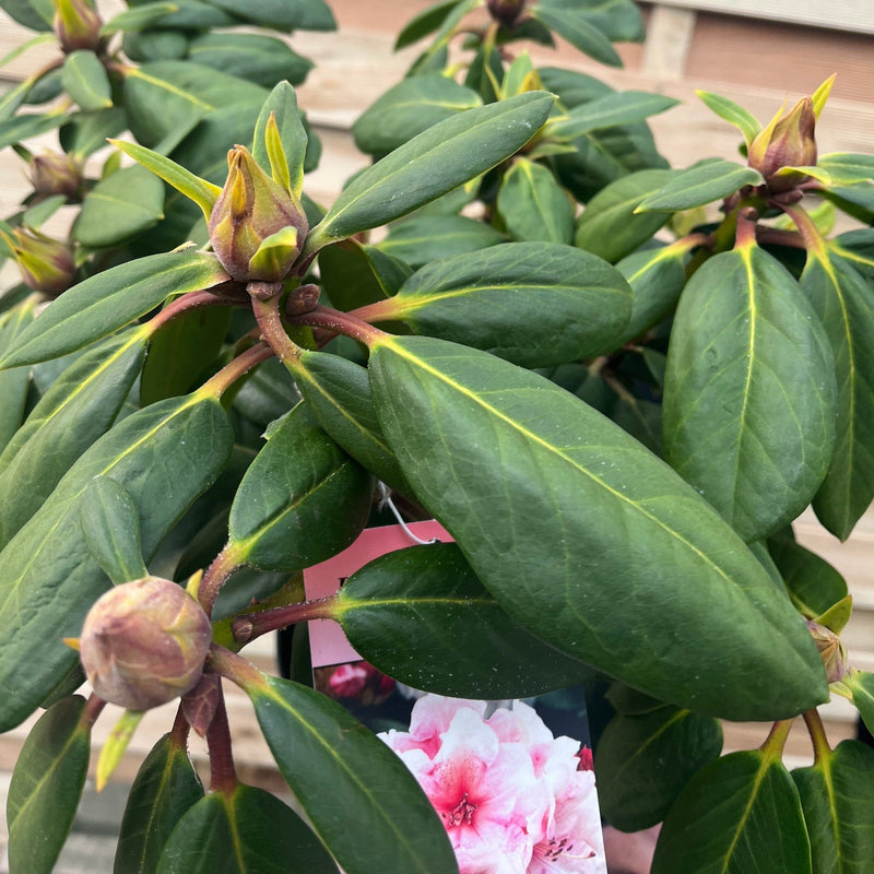 Rhododendron Virginia Richards 5L -