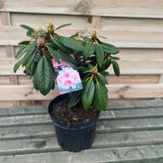 Rhododendron Virginia Richards 5L -