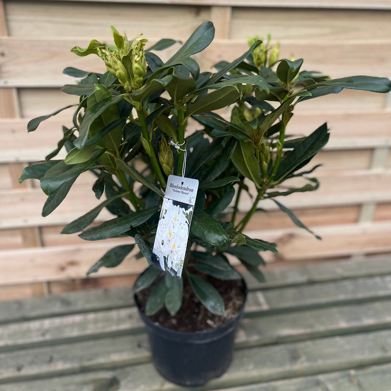 Evergreen Shrub Ready-Made Border - Home & Garden Garden Plants