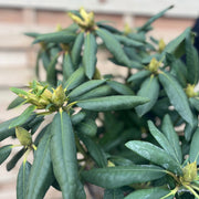 Rhododendron Roseum Elegans 2-5L -