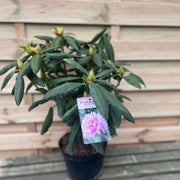 Rhododendron Roseum Elegans 2-5L -